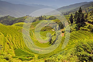 Dragons Backbone Rice Terraces, Longji Titian, Guilin, Guangxi, China