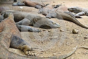 Komodo Dragons photo