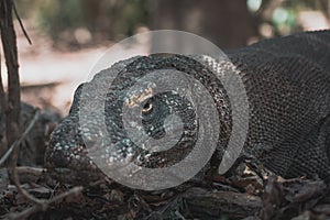 Dragons at the Komodo Island