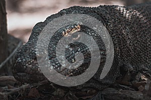 Dragons at the Komodo Island