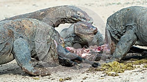 The dragons tore prey. The Komodo dragon, Scientific name: Varanus komodoensis, is the biggest living lizard in the world.