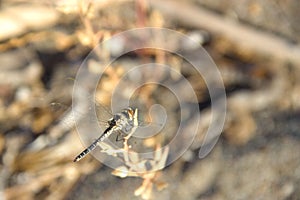 Dragounfly animal insec macro photo