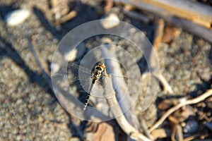 Dragounfly animal insec macro photo