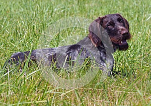 The drahthaar dog on grass photo