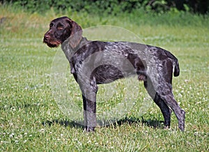 The drahthaar dog