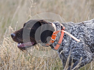 Drahthaar hunting dog