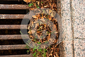 Drain grate with autumn leaves and curb