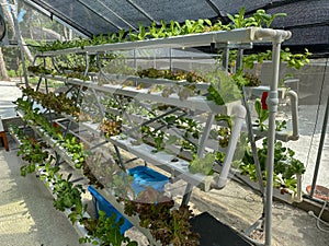 drain pipes used for growing vegetables