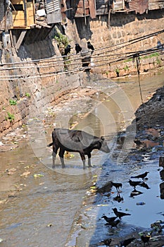 Drainage canal in India