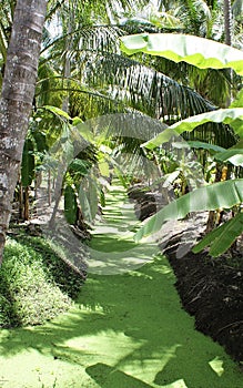 Drainage ditch covered in algae