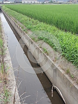 drainage, irigation of rice field