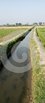 Drainage system for irrigating crops