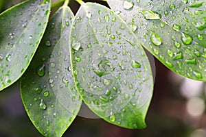 Draindrops on leaves