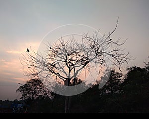 Drained tree with green tree