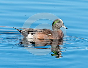 Drake American Wigeon in Colorado Pond