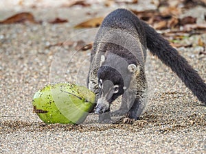 Drake Bay Views around Costa Rica photo