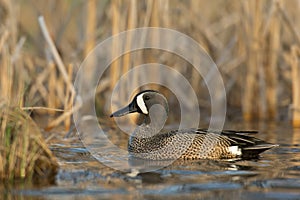 Drake Blue Winged Teal