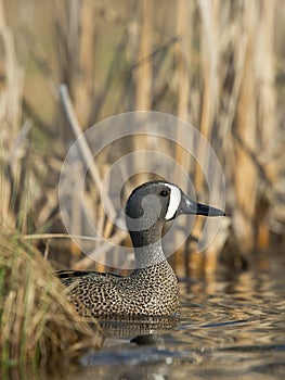 Drake Blue Winged Teal