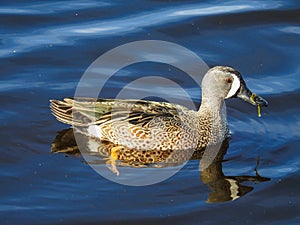 Drake Blue-winged Teal Feeding on Aquatic Plants