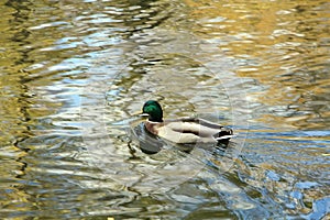 Drake boldly swimming in the water