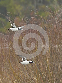 Drake Bufflehead Ducks