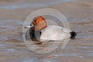 Drake Common Pochard - Aythya ferina at rest on water.