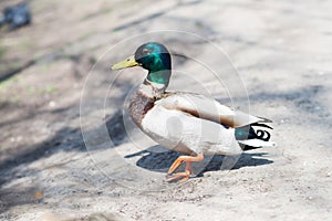 Drake, cute bird on wildlife background