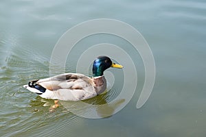 Drake, cute bird on wildlife background