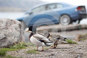 Drake and duck close-up on the background of a car