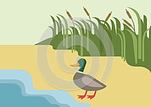 Drake duck river flat cartoon vector farm wild animal bird