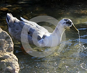 A pair of wild ducks in the lake