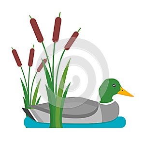 Drake duck vector illustration.