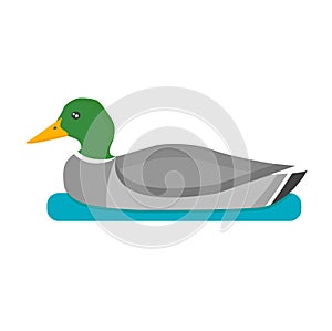 Drake duck vector illustration.