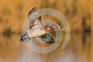 Drake Eurasian Wigeon - Anas penelope flying over a reedbed.