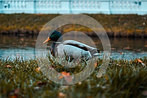 Drake in the Grass. Wild duck. Pond