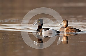 Drake and hen Ring-necked ducks rest during their spring
