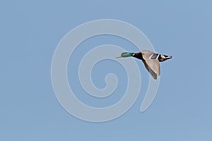 A drake / male Mallad duck, Anas platyrhynchos, in flight.