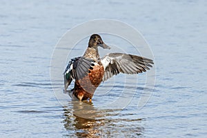 Drake Northern Shoveler - Anas clypeata with plumage in partial eclipse.