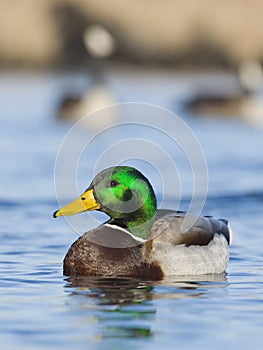 Drake Mallard