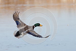 Drake Mallard