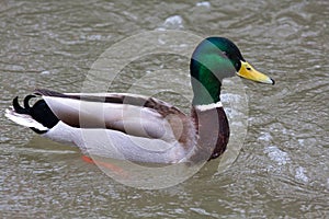 Drake of mallard