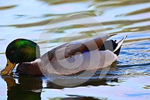 Drake Mallard Drinking water