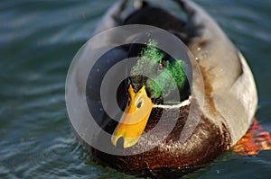 Drake, Mallard Duck