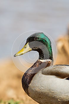 Drake Mallard duck close up