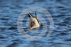 Drake Mallard Duck feeding on a Winter Lake