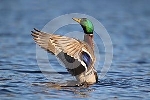 A Drake Mallard Duck Flapping His Wings on a Pond in Winter