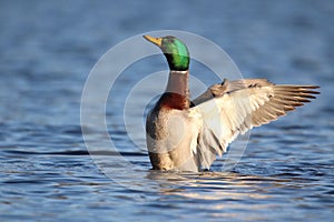 A Drake Mallard Duck Flapping His Wings on a Pond in Winter