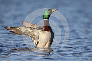 Pato Pato salvaje pato ondulación su alas en el invierno 