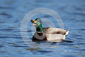 A Drake Mallard Duck Quacking on a blue lake in Winter