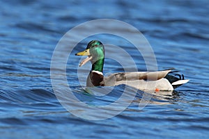 A Drake Mallard Duck Quacking on a blue lake in Winter